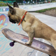 Photo: erocdog/Instagram